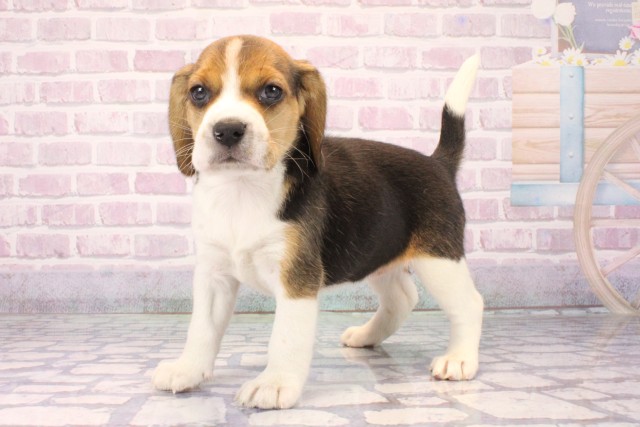 大阪府のビーグル (Coo&RIKU高槻店/2025年10月12日生まれ/女の子/ブラックタンホワイト)の子犬の3枚目の画像