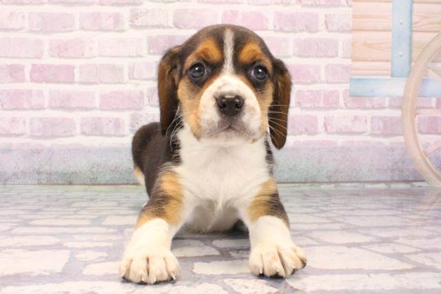 大阪府のビーグル (Coo&RIKU枚方店/2025年10月12日生まれ/女の子/ブラックタンホワイト)の子犬の1枚目の画像