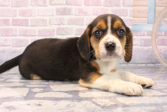 大阪府のビーグル (Coo&RIKU枚方店/2025年10月12日生まれ/女の子/ブラックタンホワイト)の子犬の2枚目の画像