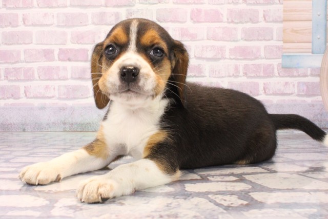 大阪府のビーグル (Coo&RIKU枚方店/2025年10月12日生まれ/女の子/ブラックタンホワイト)の子犬の3枚目の画像