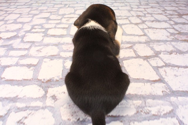 大阪府のビーグル (Coo&RIKU枚方店/2025年10月12日生まれ/女の子/ブラックタンホワイト)の子犬の4枚目の画像