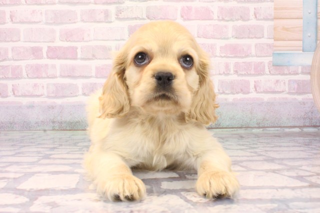 大阪府のアメリカンコッカースパニエル (Coo&RIKU梅田店/2025年10月11日生まれ/男の子/バフ)の子犬の1枚目の画像