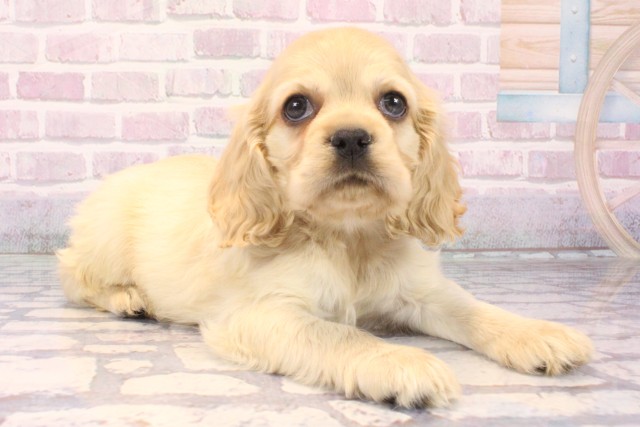 大阪府のアメリカンコッカースパニエル (Coo&RIKU梅田店/2025年10月11日生まれ/男の子/バフ)の子犬の2枚目の画像