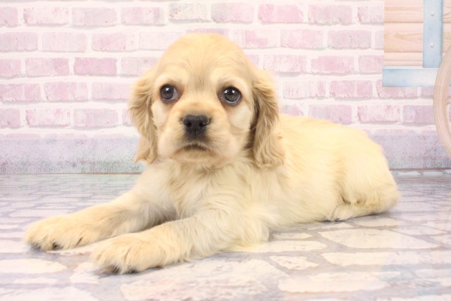 大阪府のアメリカンコッカースパニエル (Coo&RIKU梅田店/2025年10月11日生まれ/男の子/バフ)の子犬の3枚目の画像