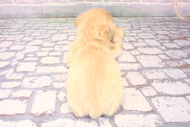 大阪府のアメリカンコッカースパニエル (Coo&RIKU梅田店/2025年10月11日生まれ/男の子/バフ)の子犬の4枚目の画像