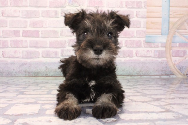 大阪府のミニチュアシュナウザー (Coo&RIKU寝屋川店/2025年10月1日生まれ/女の子/ソルトペッパー)の子犬の1枚目の画像