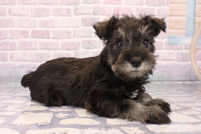 大阪府のミニチュアシュナウザー (Coo&RIKU寝屋川店/2025年10月1日生まれ/女の子/ソルトペッパー)の子犬の2枚目の画像