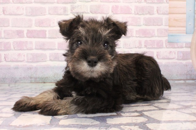 大阪府のミニチュアシュナウザー (Coo&RIKU寝屋川店/2025年10月1日生まれ/女の子/ソルトペッパー)の子犬の3枚目の画像