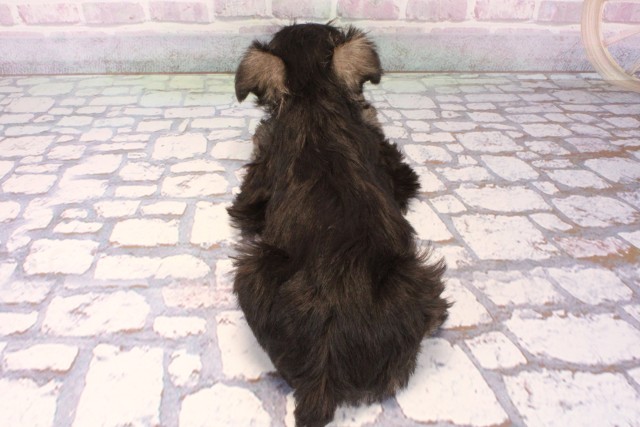 大阪府のミニチュアシュナウザー (Coo&RIKU寝屋川店/2025年10月1日生まれ/女の子/ソルトペッパー)の子犬の4枚目の画像