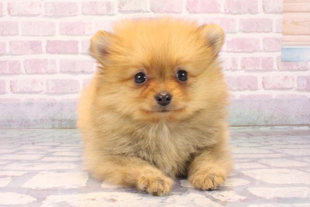 京都府のポメラニアン (Coo&RIKU京都河原町店/2025年10月12日生まれ/女の子/オレンジ)の子犬