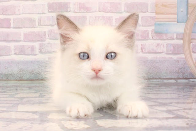 兵庫県のラグドール (Coo&RIKU丹波店/2025年10月10日生まれ/女の子/ブルーポイントバイカラー)の子猫の1枚目の画像