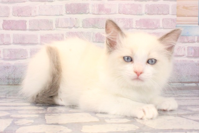 兵庫県のラグドール (Coo&RIKU丹波店/2025年10月10日生まれ/女の子/ブルーポイントバイカラー)の子猫の2枚目の画像