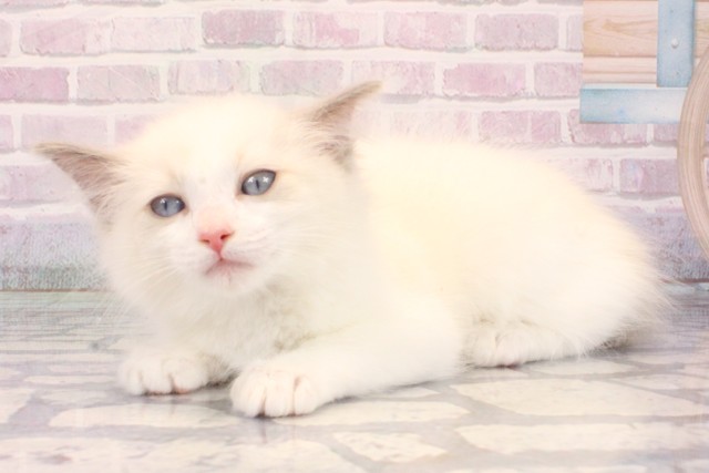 兵庫県のラグドール (Coo&RIKU丹波店/2025年10月10日生まれ/女の子/ブルーポイントバイカラー)の子猫の3枚目の画像