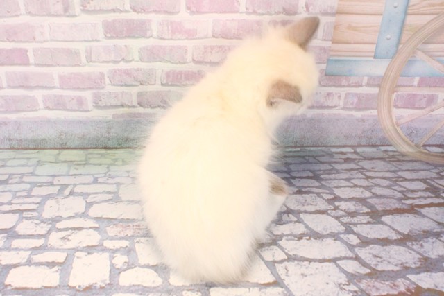 兵庫県のラグドール (Coo&RIKU丹波店/2025年10月10日生まれ/女の子/ブルーポイントバイカラー)の子猫の4枚目の画像