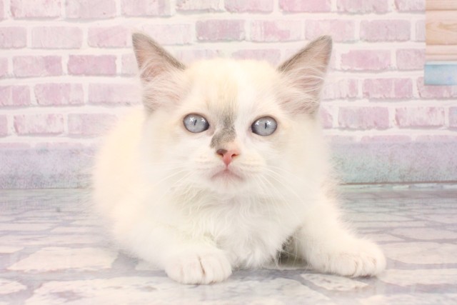 兵庫県のラグドール (Coo&RIKU伊丹店/2025年10月10日生まれ/男の子/ブルーポイントバイカラー)の子猫の1枚目の画像