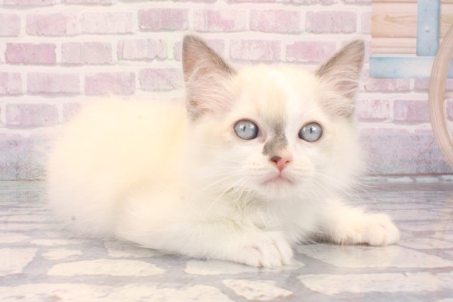 兵庫県のラグドール (Coo&RIKU伊丹店/2025年10月10日生まれ/男の子/ブルーポイントバイカラー)の子猫の2枚目の画像