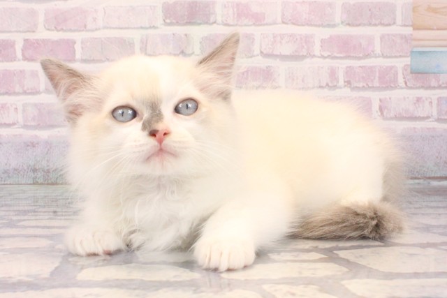 兵庫県のラグドール (Coo&RIKU伊丹店/2025年10月10日生まれ/男の子/ブルーポイントバイカラー)の子猫の3枚目の画像