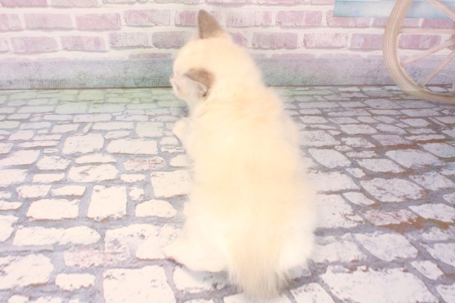 兵庫県のラグドール (Coo&RIKU伊丹店/2025年10月10日生まれ/男の子/ブルーポイントバイカラー)の子猫の4枚目の画像