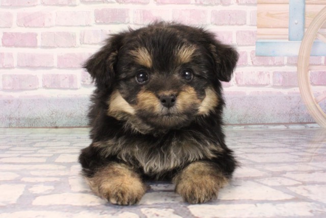 京都府のポメプー(ポメラニアン×プードル) (Coo&RIKU京都河原町店/2025年10月12日生まれ/女の子/ブラックタン)の子犬