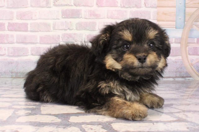 京都府のポメプー(ポメラニアン×プードル) (Coo&RIKU京都河原町店/2025年10月12日生まれ/女の子/ブラックタン)の子犬の2枚目の画像