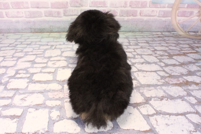 京都府のポメプー(ポメラニアン×プードル) (Coo&RIKU京都河原町店/2025年10月12日生まれ/女の子/ブラックタン)の子犬の4枚目の画像
