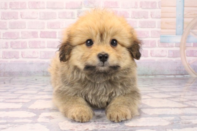 兵庫県のポメプー(ポメラニアン×プードル) (Coo&RIKU神戸三宮店/2025年10月12日生まれ/男の子/オレンジ)の子犬の1枚目の画像