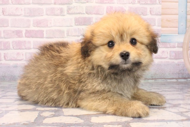 兵庫県のポメプー(ポメラニアン×プードル) (Coo&RIKU神戸三宮店/2025年10月12日生まれ/男の子/オレンジ)の子犬の2枚目の画像