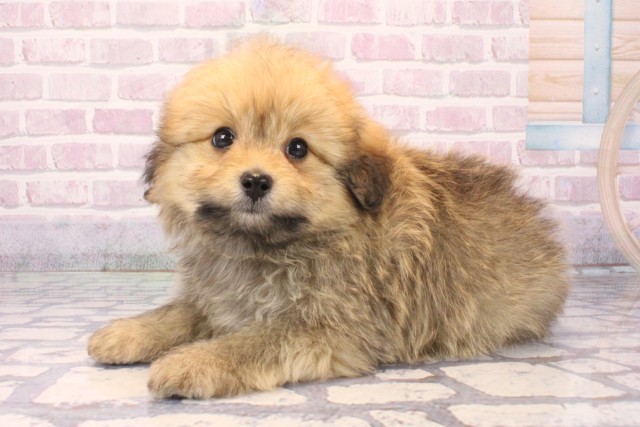 兵庫県のポメプー(ポメラニアン×プードル) (Coo&RIKU神戸三宮店/2025年10月12日生まれ/男の子/オレンジ)の子犬の3枚目の画像