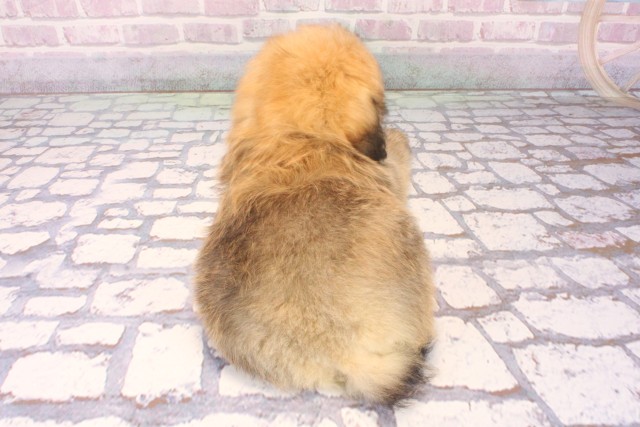 兵庫県のポメプー(ポメラニアン×プードル) (Coo&RIKU神戸三宮店/2025年10月12日生まれ/男の子/オレンジ)の子犬の4枚目の画像