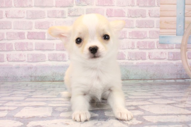 和歌山県のチワワ(ロング) (Coo&RIKU和歌山店/2025年10月10日生まれ/男の子/クリームホワイト)の子犬の1枚目の画像