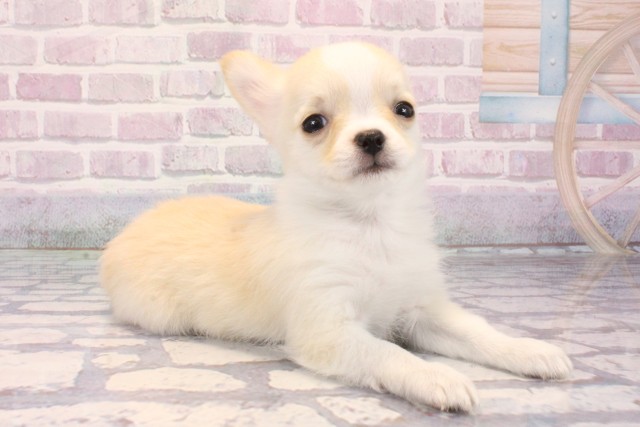 和歌山県のチワワ(ロング) (Coo&RIKU和歌山店/2025年10月10日生まれ/男の子/クリームホワイト)の子犬の2枚目の画像