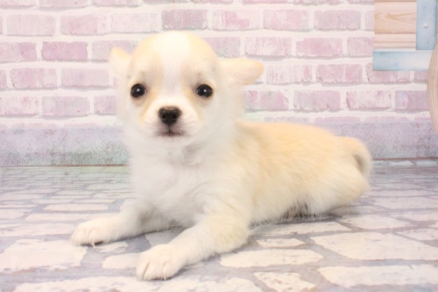 和歌山県のチワワ(ロング) (Coo&RIKU和歌山店/2025年10月10日生まれ/男の子/クリームホワイト)の子犬の3枚目の画像