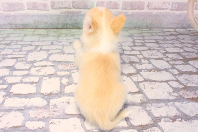 和歌山県のチワワ(ロング) (Coo&RIKU和歌山店/2025年10月10日生まれ/男の子/クリームホワイト)の子犬の4枚目の画像