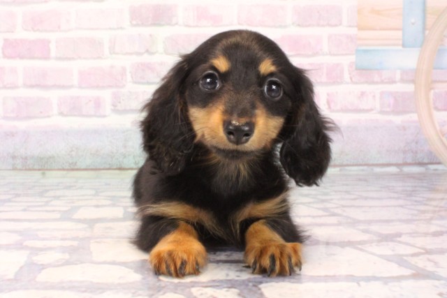 大阪府のカニンヘンダックスフンド(ロング) (Coo&RIKU心斎橋店/2025年10月10日生まれ/女の子/ブラックタン)の子犬の1枚目の画像