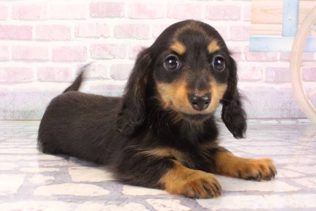 大阪府のカニンヘンダックスフンド(ロング) (Coo&RIKU心斎橋店/2025年10月10日生まれ/女の子/ブラックタン)の子犬の2枚目の画像