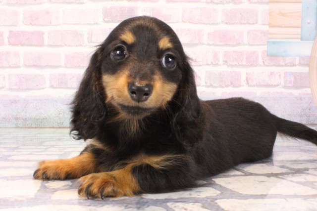 大阪府のカニンヘンダックスフンド(ロング) (Coo&RIKU心斎橋店/2025年10月10日生まれ/女の子/ブラックタン)の子犬の3枚目の画像