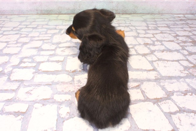 大阪府のカニンヘンダックスフンド(ロング) (Coo&RIKU心斎橋店/2025年10月10日生まれ/女の子/ブラックタン)の子犬の4枚目の画像