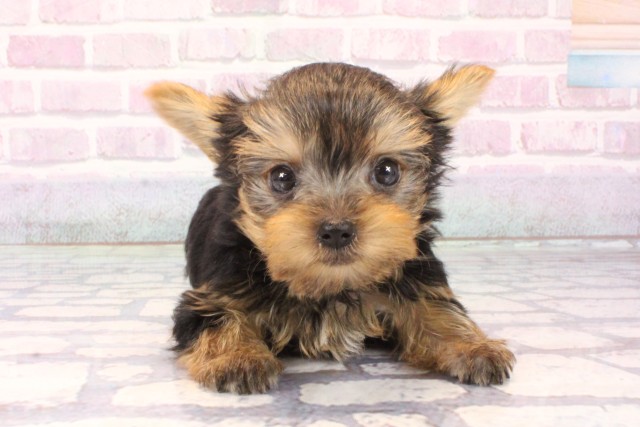 ヨークシャーテリア