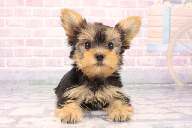和歌山県のヨークシャーテリア (Coo&RIKU和歌山店/2025年10月9日生まれ/女の子/スチールブルータン)の子犬の1枚目の画像