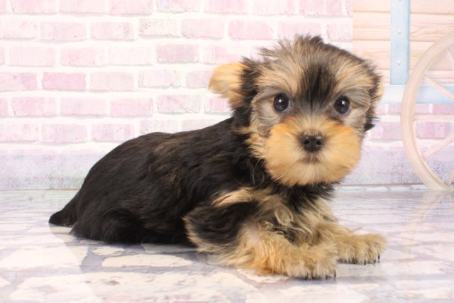 和歌山県のヨークシャーテリア (Coo&RIKU和歌山店/2025年10月9日生まれ/女の子/スチールブルータン)の子犬の2枚目の画像