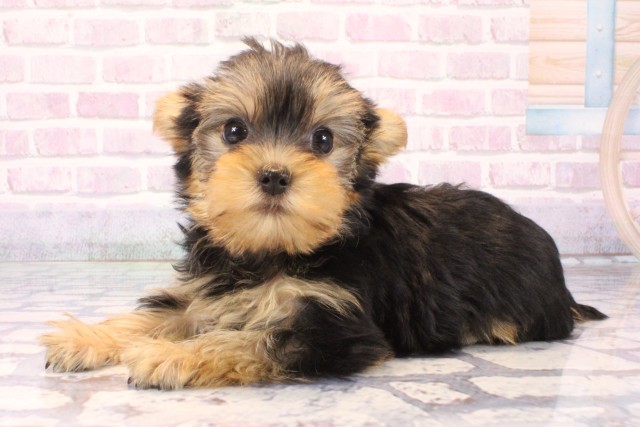 和歌山県のヨークシャーテリア (Coo&RIKU和歌山店/2025年10月9日生まれ/女の子/スチールブルータン)の子犬の3枚目の画像