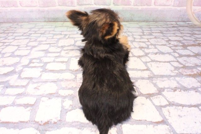 和歌山県のヨークシャーテリア (Coo&RIKU和歌山店/2025年10月9日生まれ/女の子/スチールブルータン)の子犬の4枚目の画像