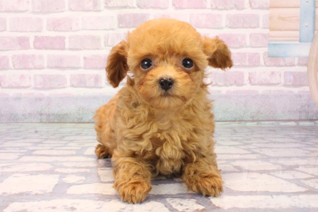 奈良県のトイプードル(トイ) (Coo&RIKU奈良富雄南店/2025年10月6日生まれ/女の子/レッド)の子犬の1枚目の画像