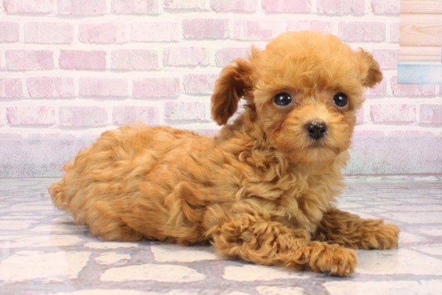 奈良県のトイプードル(トイ) (Coo&RIKU奈良富雄南店/2025年10月6日生まれ/女の子/レッド)の子犬の2枚目の画像