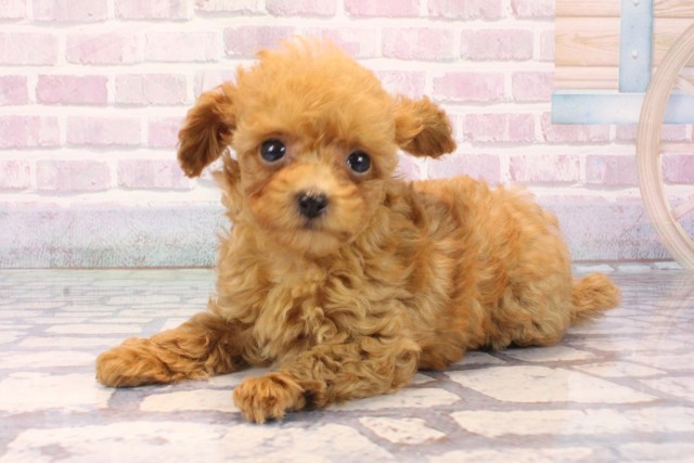 奈良県のトイプードル(トイ) (Coo&RIKU奈良富雄南店/2025年10月6日生まれ/女の子/レッド)の子犬の3枚目の画像