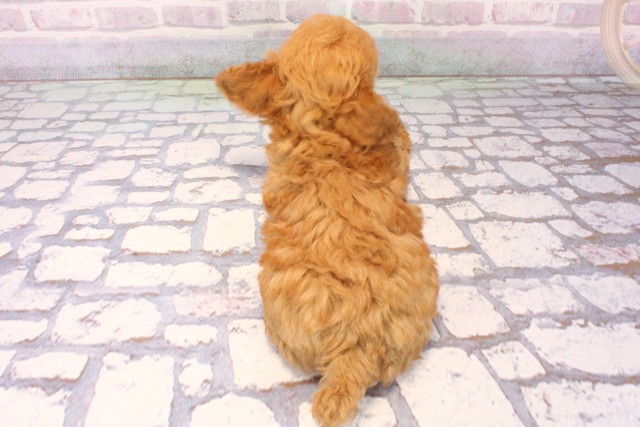 奈良県のトイプードル(トイ) (Coo&RIKU奈良富雄南店/2025年10月6日生まれ/女の子/レッド)の子犬の4枚目の画像