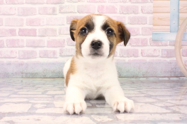 奈良県のジャックラッセルテリア (Coo&RIKU奈良新庄店/2025年10月11日生まれ/女の子/タンホワイト)の子犬の1枚目の画像