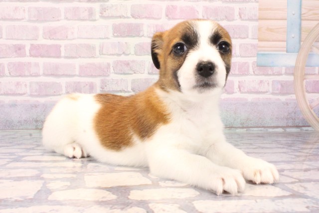 奈良県のジャックラッセルテリア (Coo&RIKU奈良新庄店/2025年10月11日生まれ/女の子/タンホワイト)の子犬の2枚目の画像