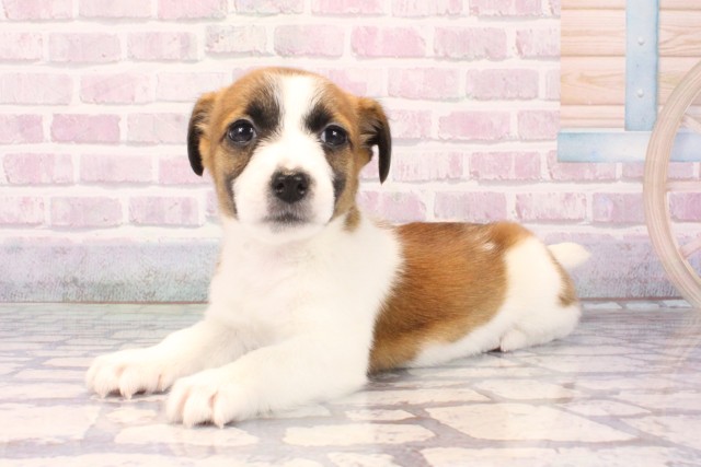 奈良県のジャックラッセルテリア (Coo&RIKU奈良新庄店/2025年10月11日生まれ/女の子/タンホワイト)の子犬の3枚目の画像