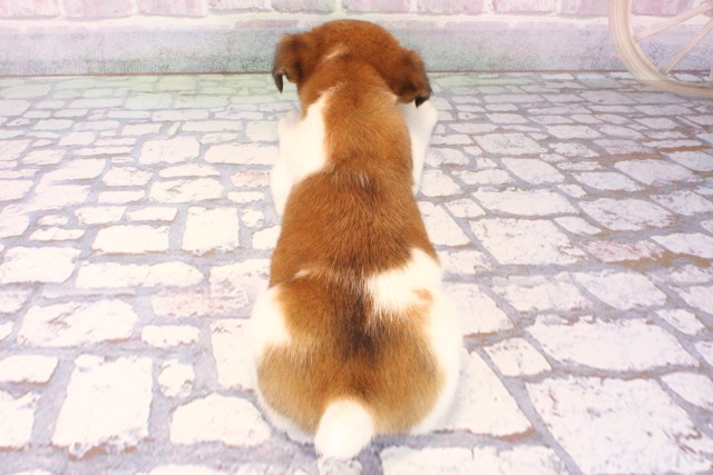 奈良県のジャックラッセルテリア (Coo&RIKU奈良新庄店/2025年10月11日生まれ/女の子/タンホワイト)の子犬の4枚目の画像